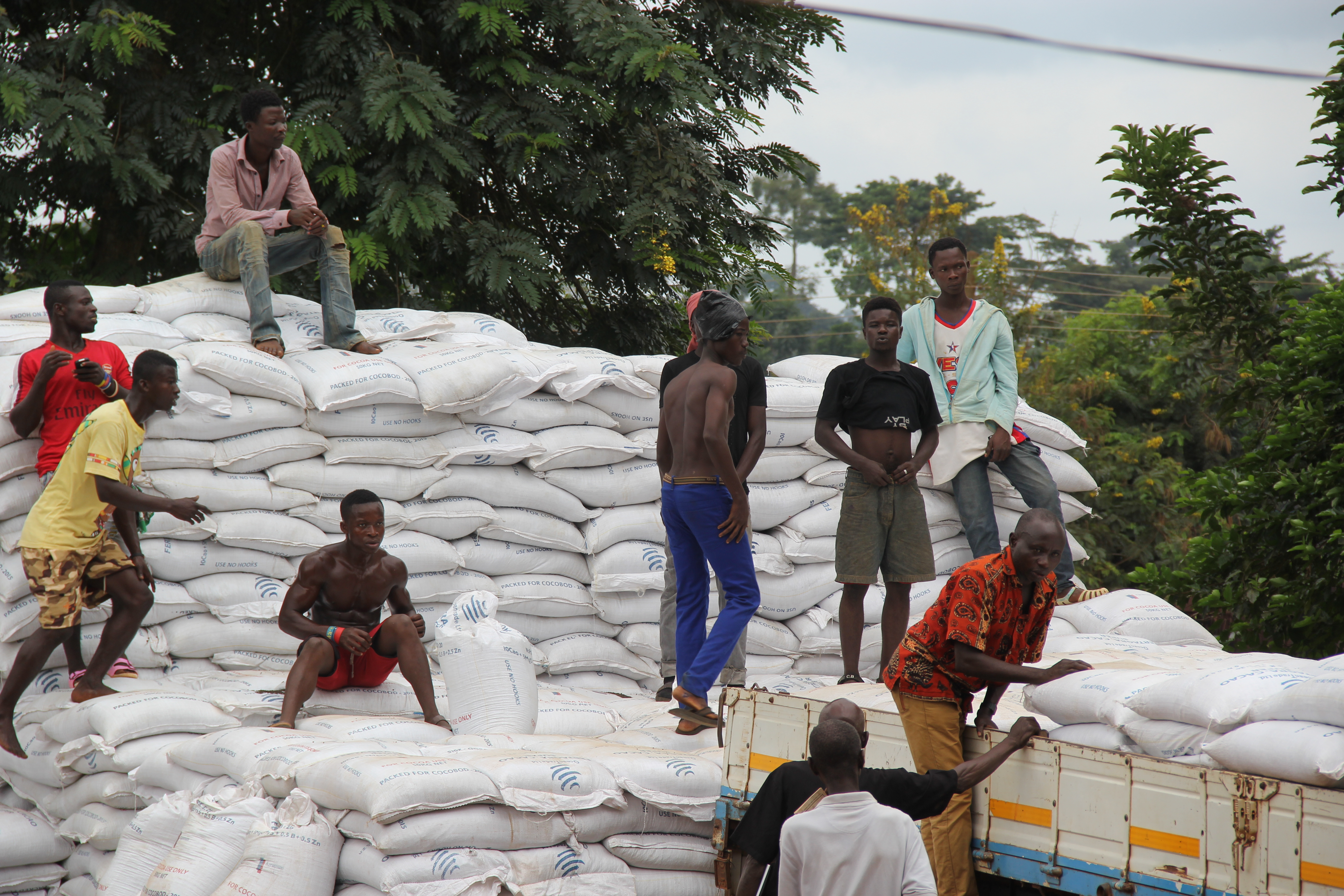 Cocoa beans drying